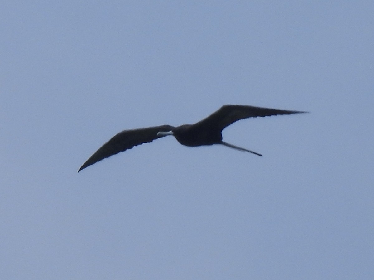 Frégate du Pacifique - ML644122232