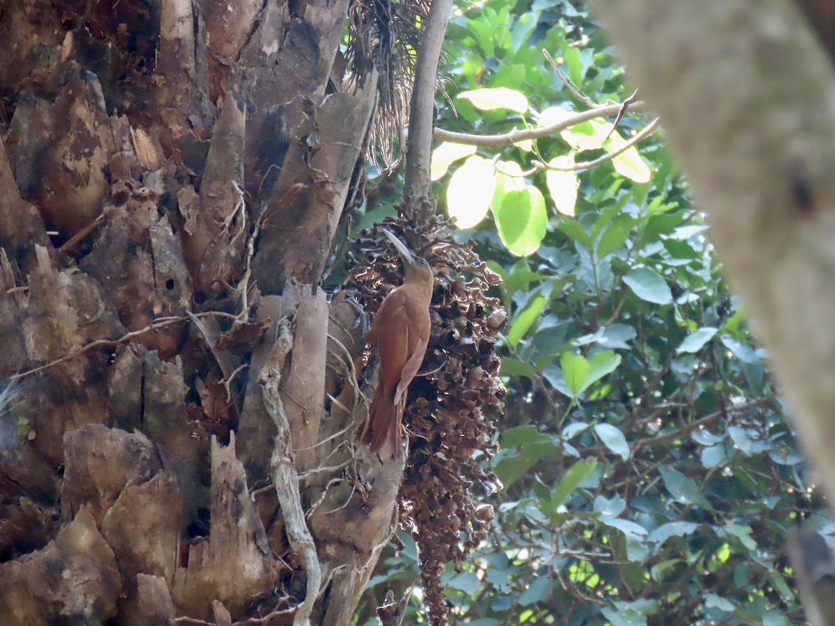 Great Rufous Woodcreeper - ML644122233