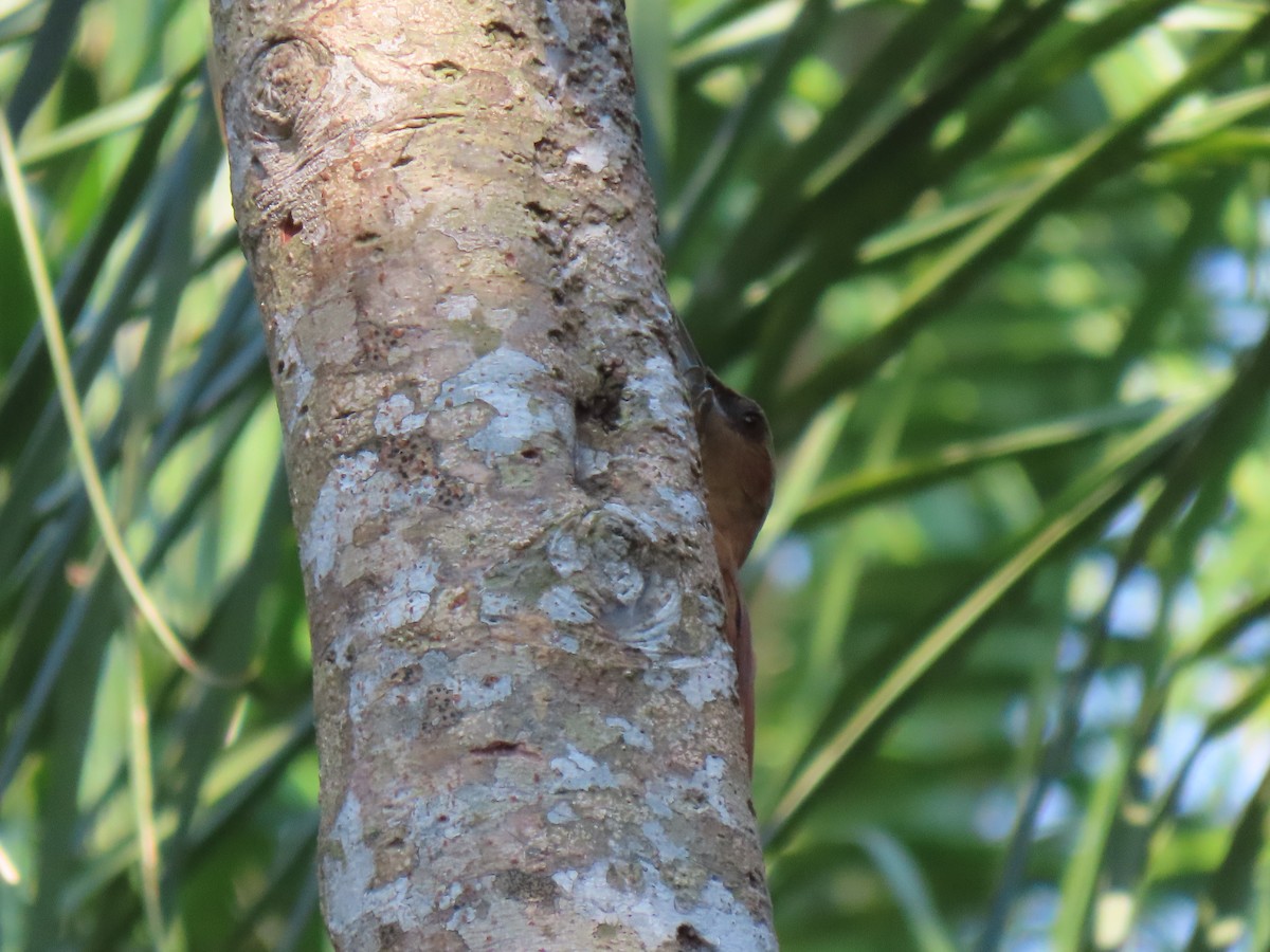 Great Rufous Woodcreeper - ML644122234