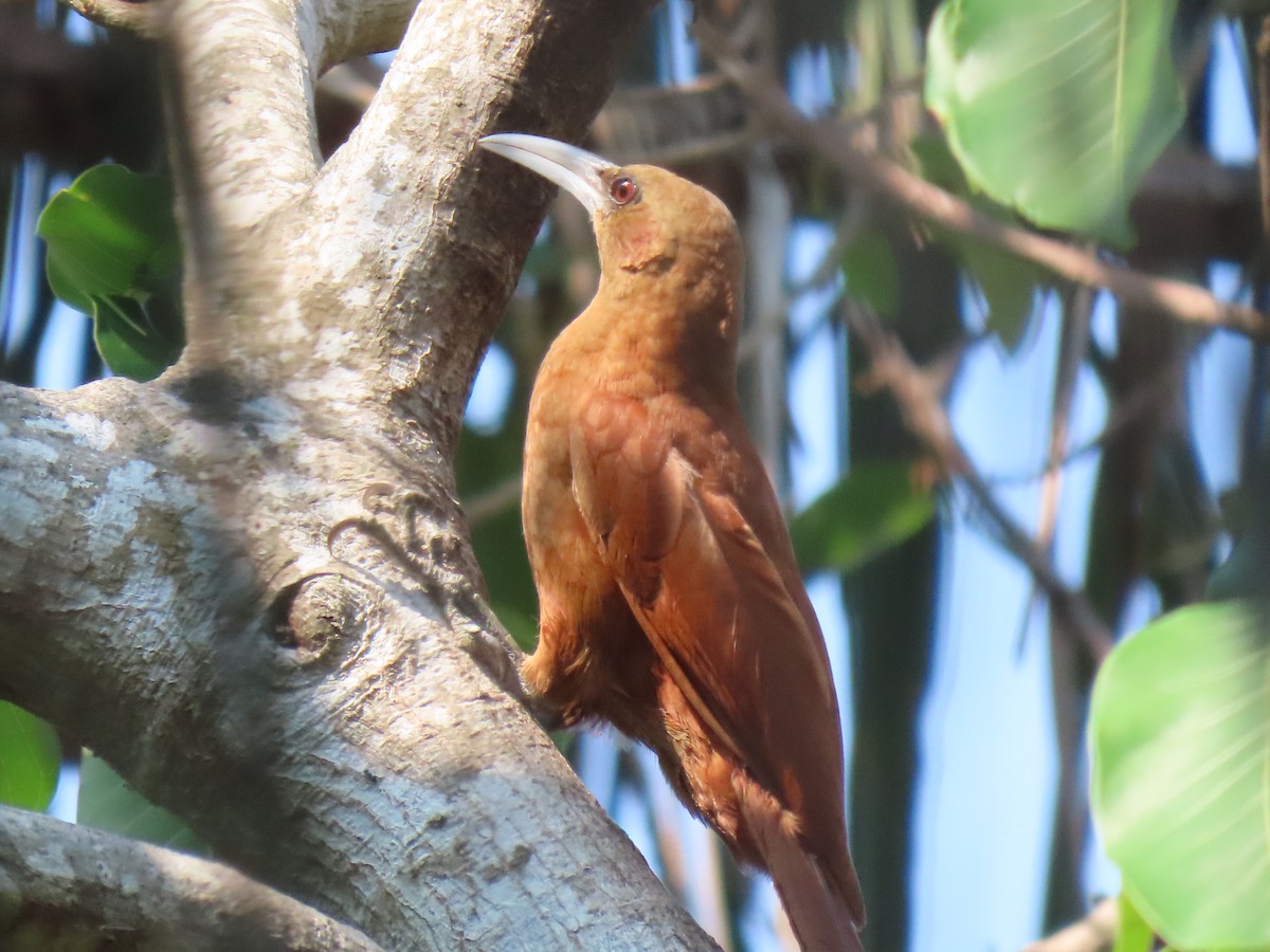 Great Rufous Woodcreeper - ML644122235