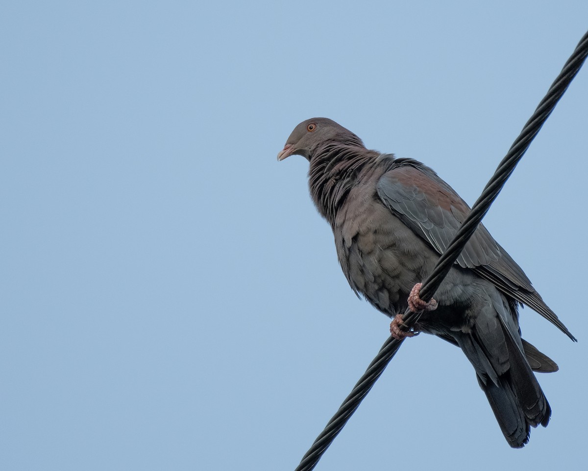 holub středoamerický - ML644122237