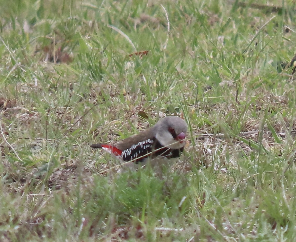 Diamond Firetail - ML644122247