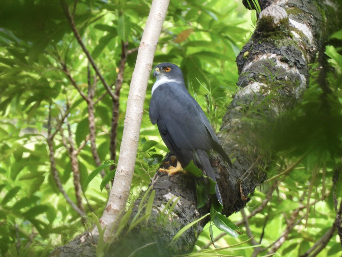 Autour pie - ML644122250