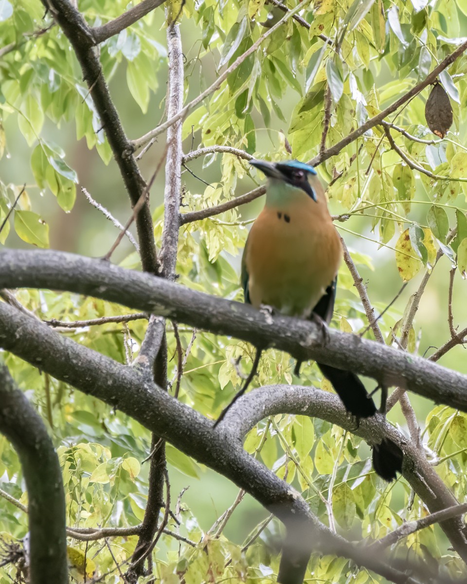 Lesson's Motmot - ML644122252