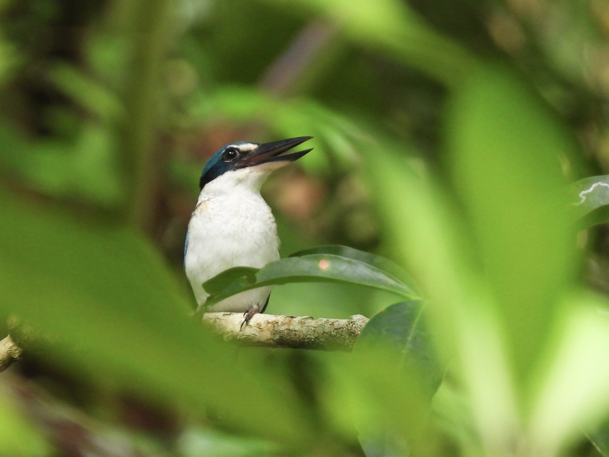 Pasifik Yalıçapkını [solomonis grubu] - ML644122256
