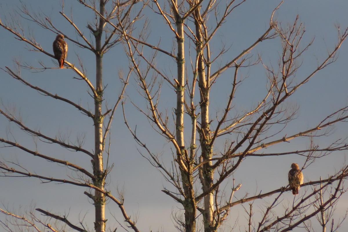 Red-tailed Hawk - ML644122257