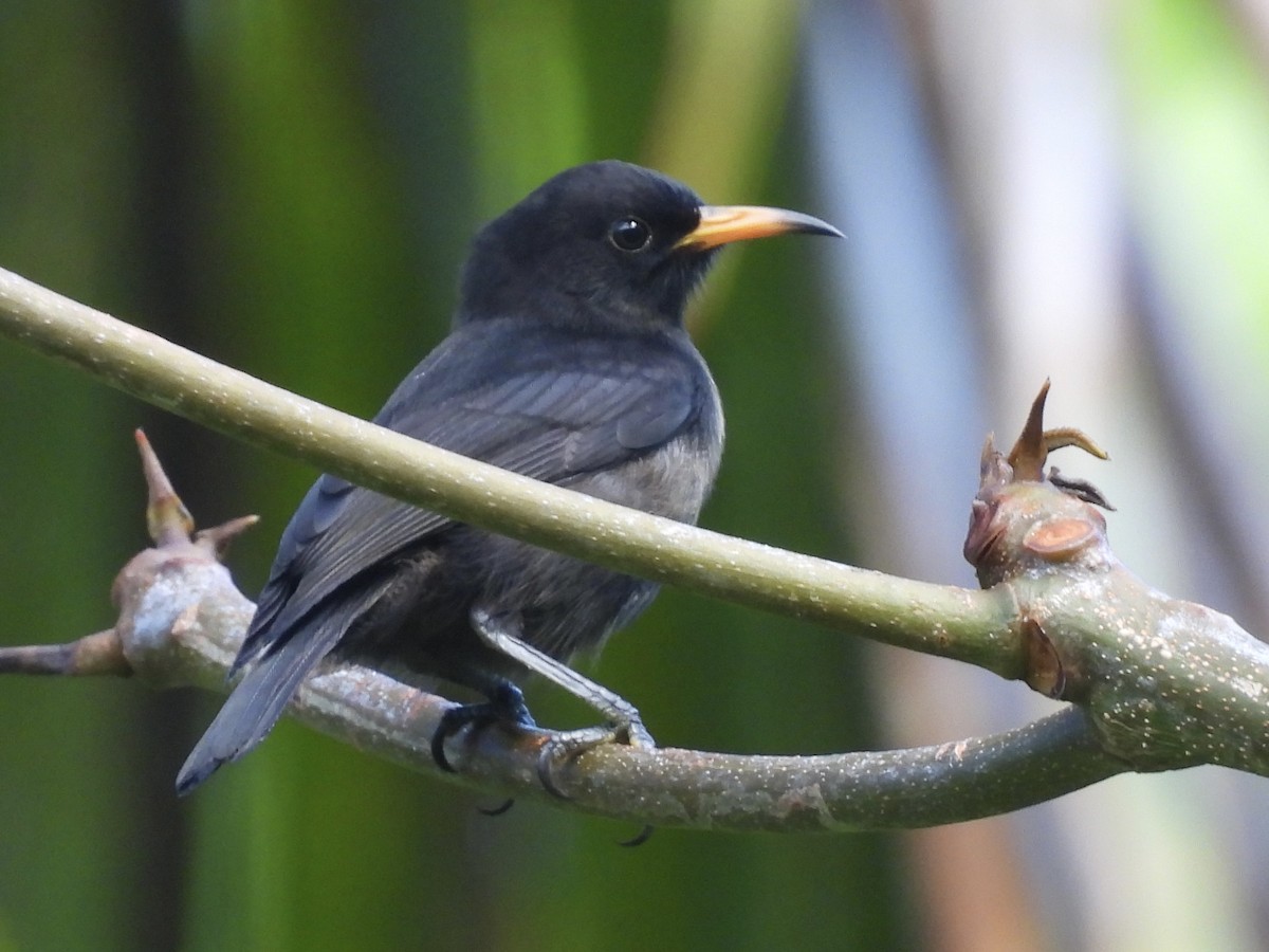 Myzomèle de Tristram - ML644122259