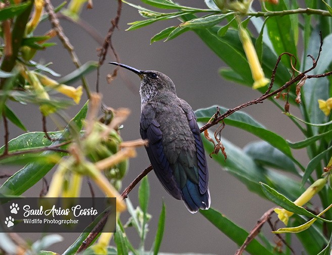 アンデスヤマハチドリ - ML644122260