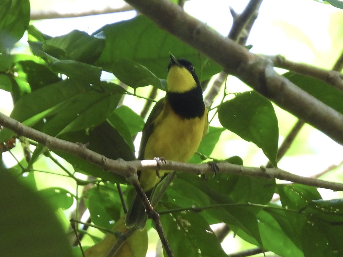 Oriole Whistler - ML644122266