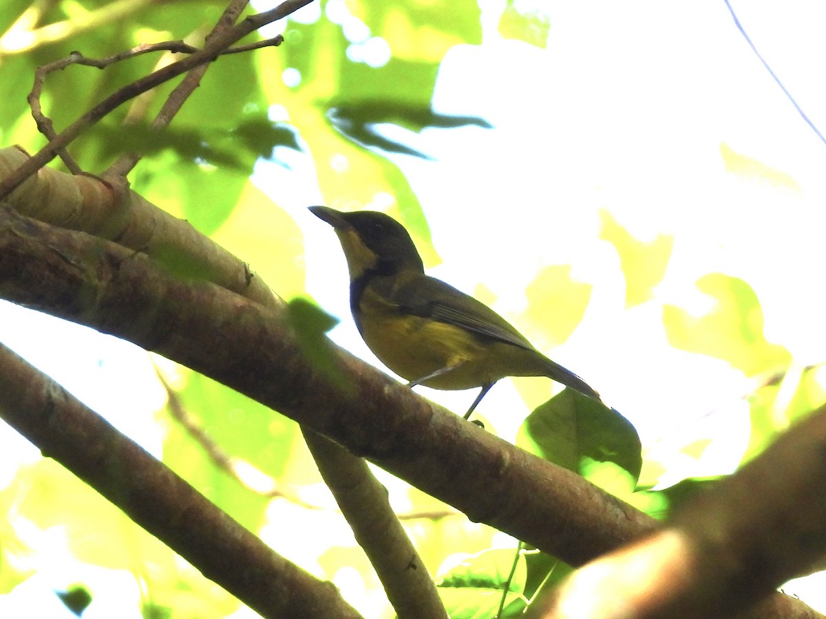 Oriole Whistler - ML644122267