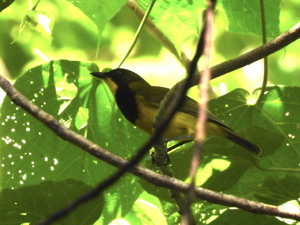 Oriole Whistler - ML644122268