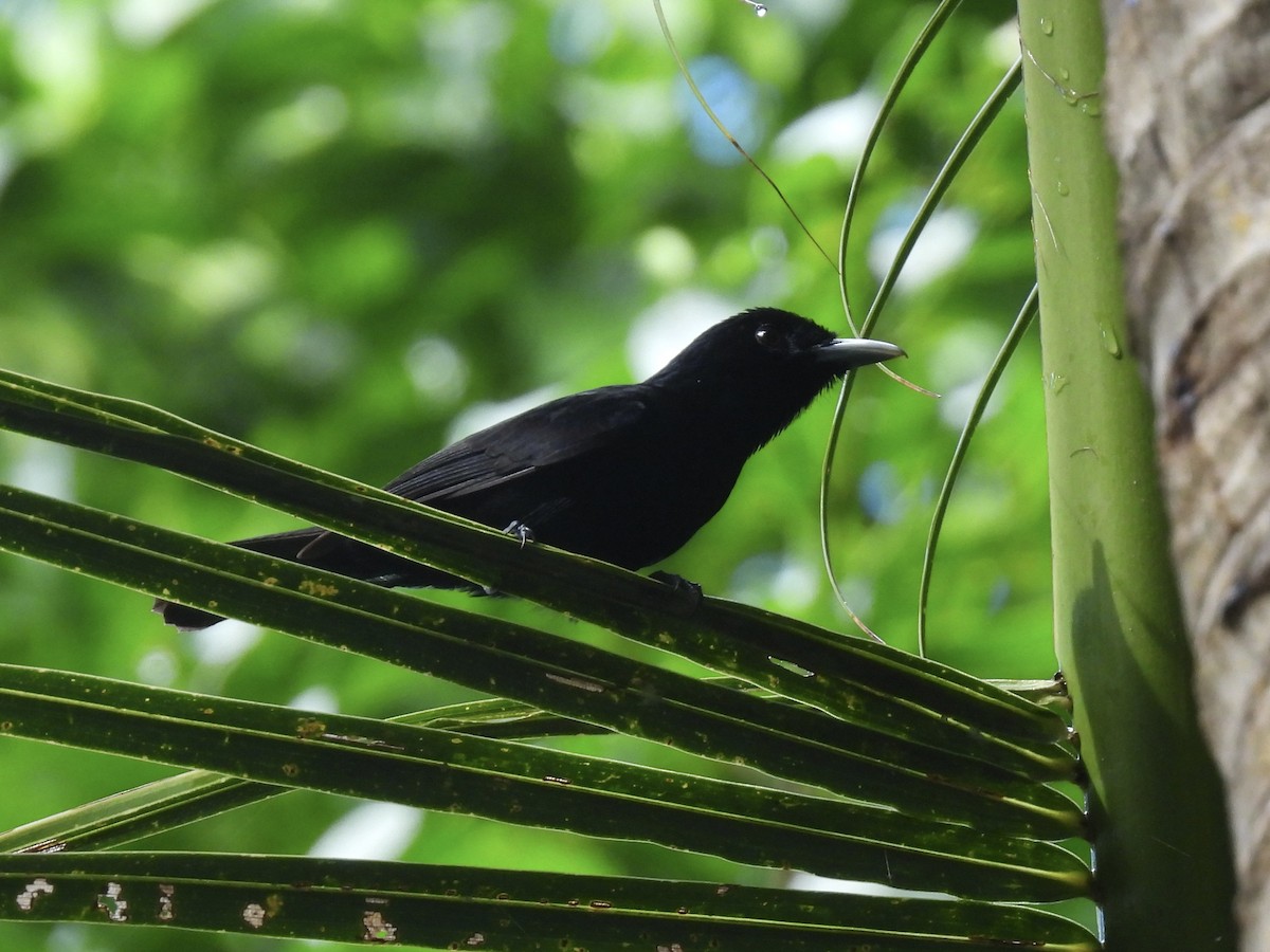 Monarque à ventre marron (megarhynchus) - ML644122278