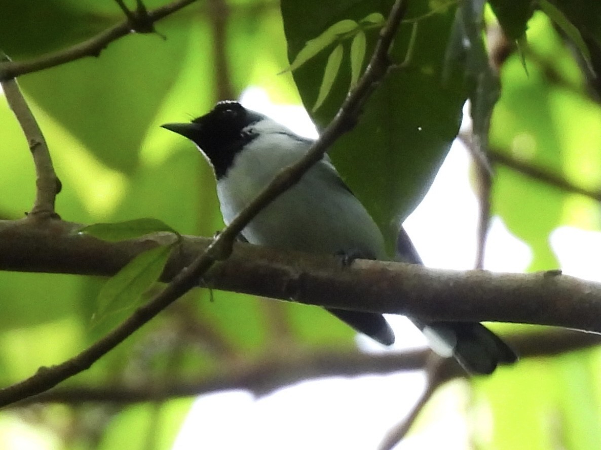 Monarque à col blanc - ML644122287