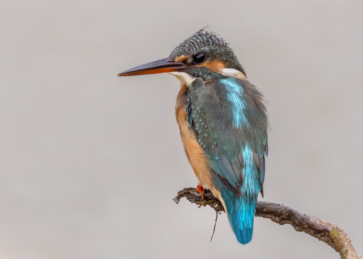 Common Kingfisher - ML644122302