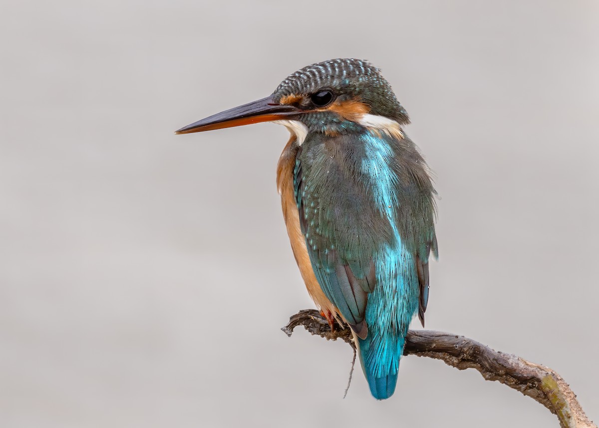 Common Kingfisher - ML644122303