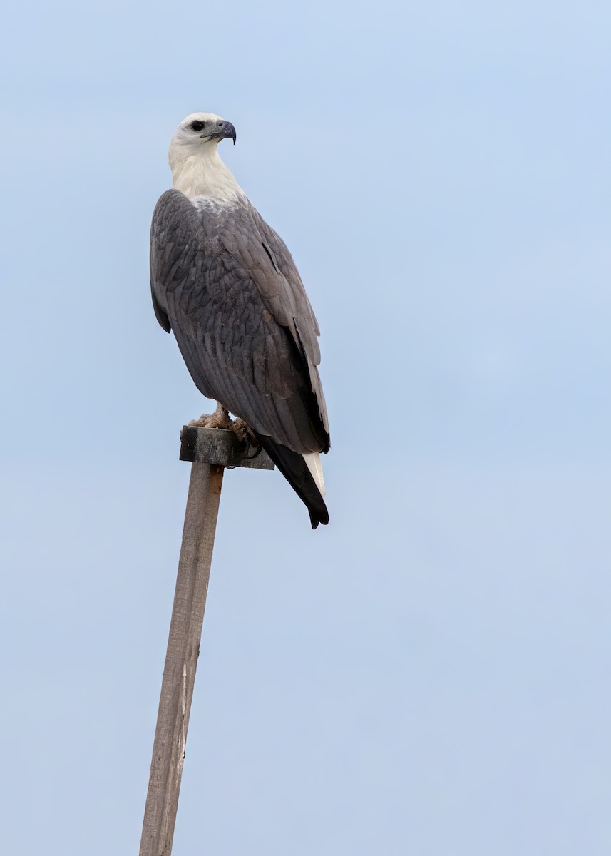 White-bellied Sea-Eagle - ML644122333