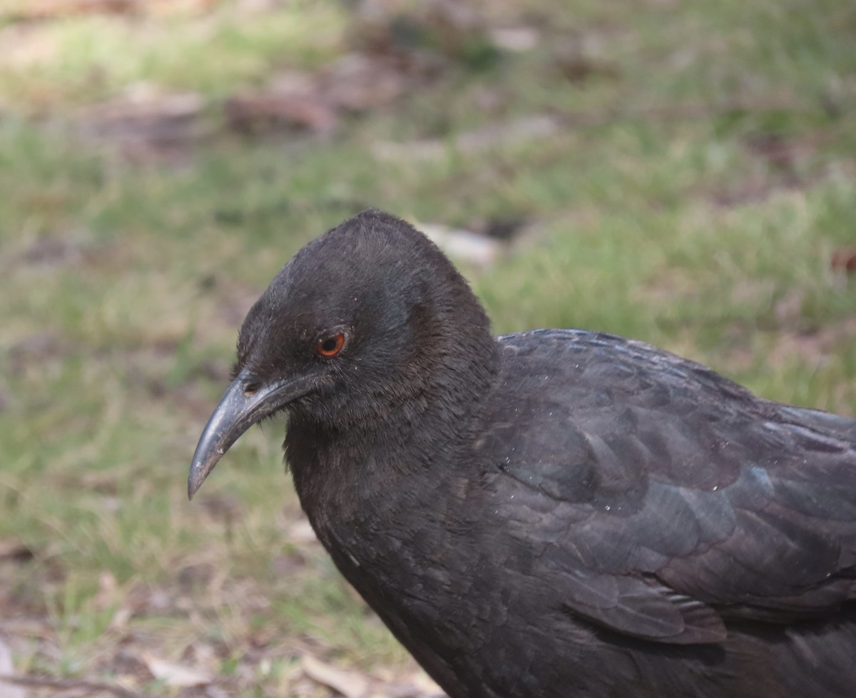 White-winged Chough - ML644122339