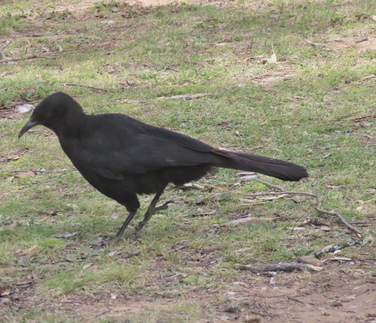 White-winged Chough - ML644122340