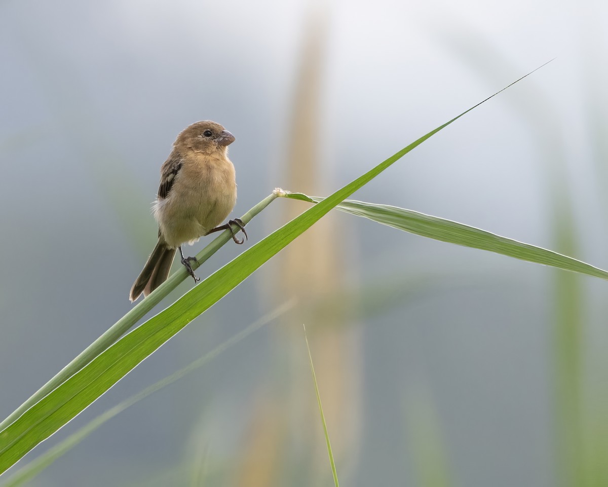 hvitkragefrøeter - ML644122341