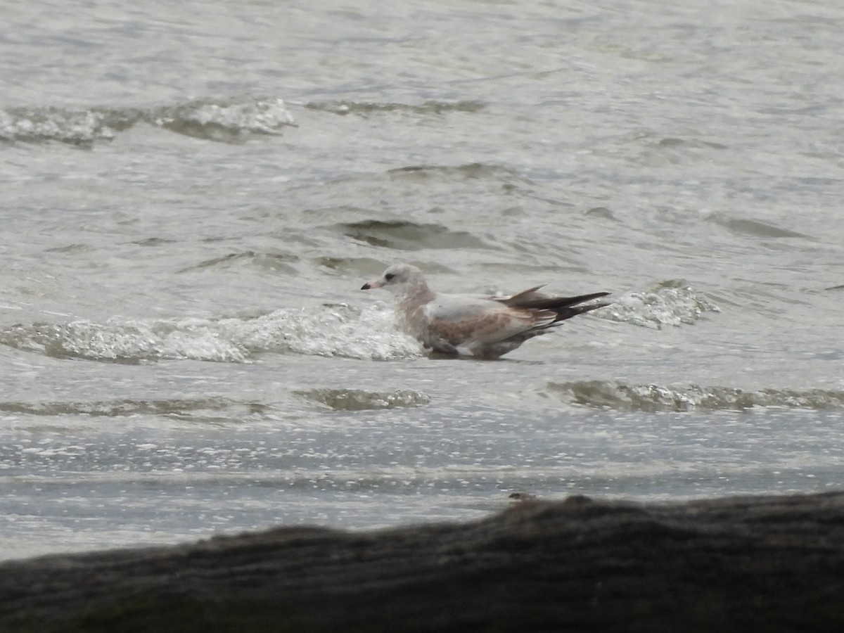 Ring-billed Gull - ML644122342