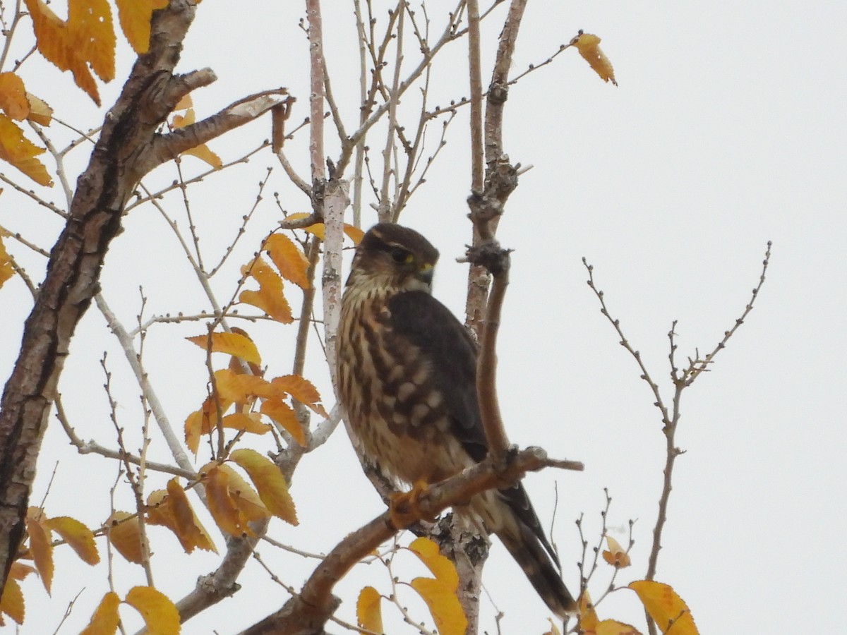 Merlin (Taiga) - ML644122357