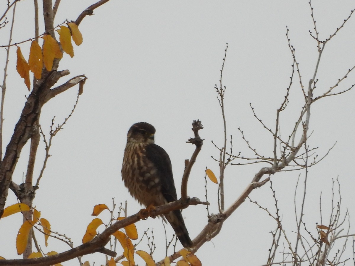 Merlin (Taiga) - ML644122358