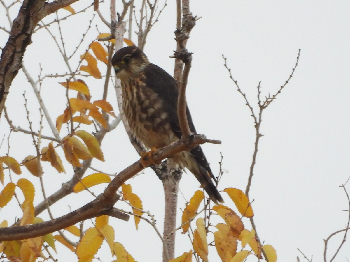 Merlin (Taiga) - ML644122359