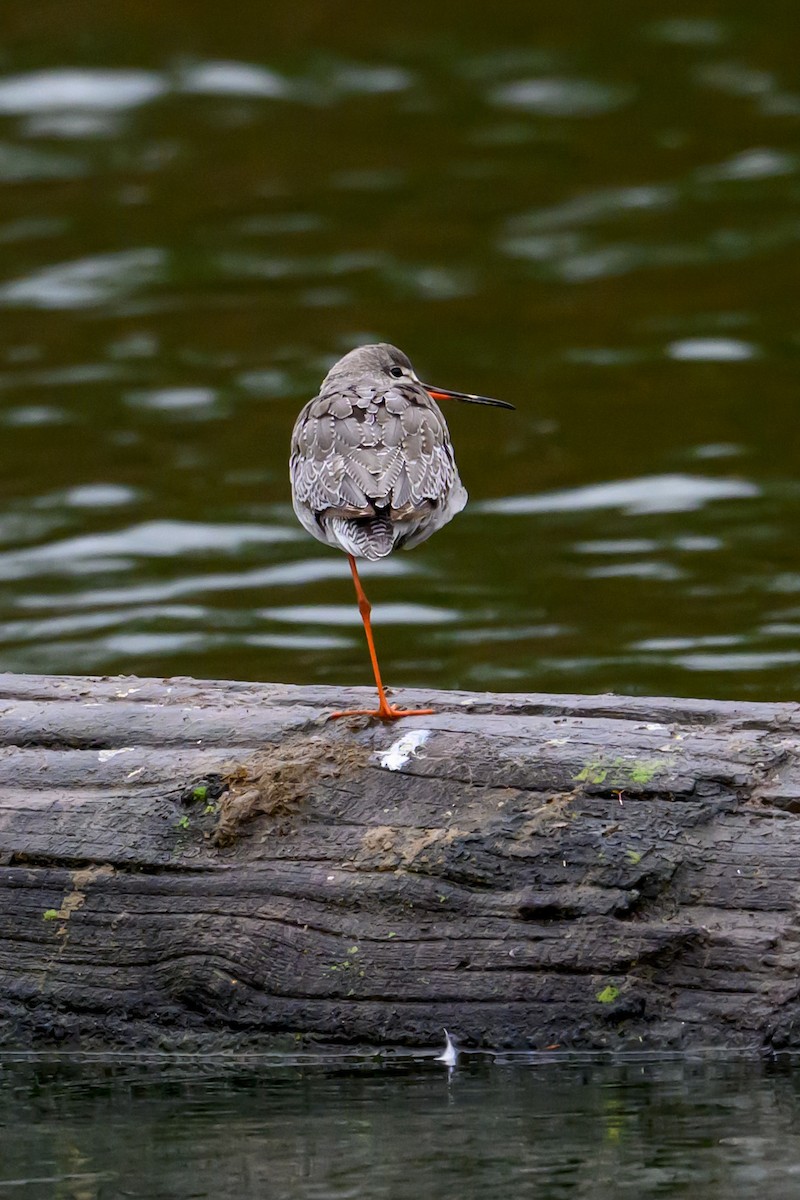 Spotted Redshank - ML644122369