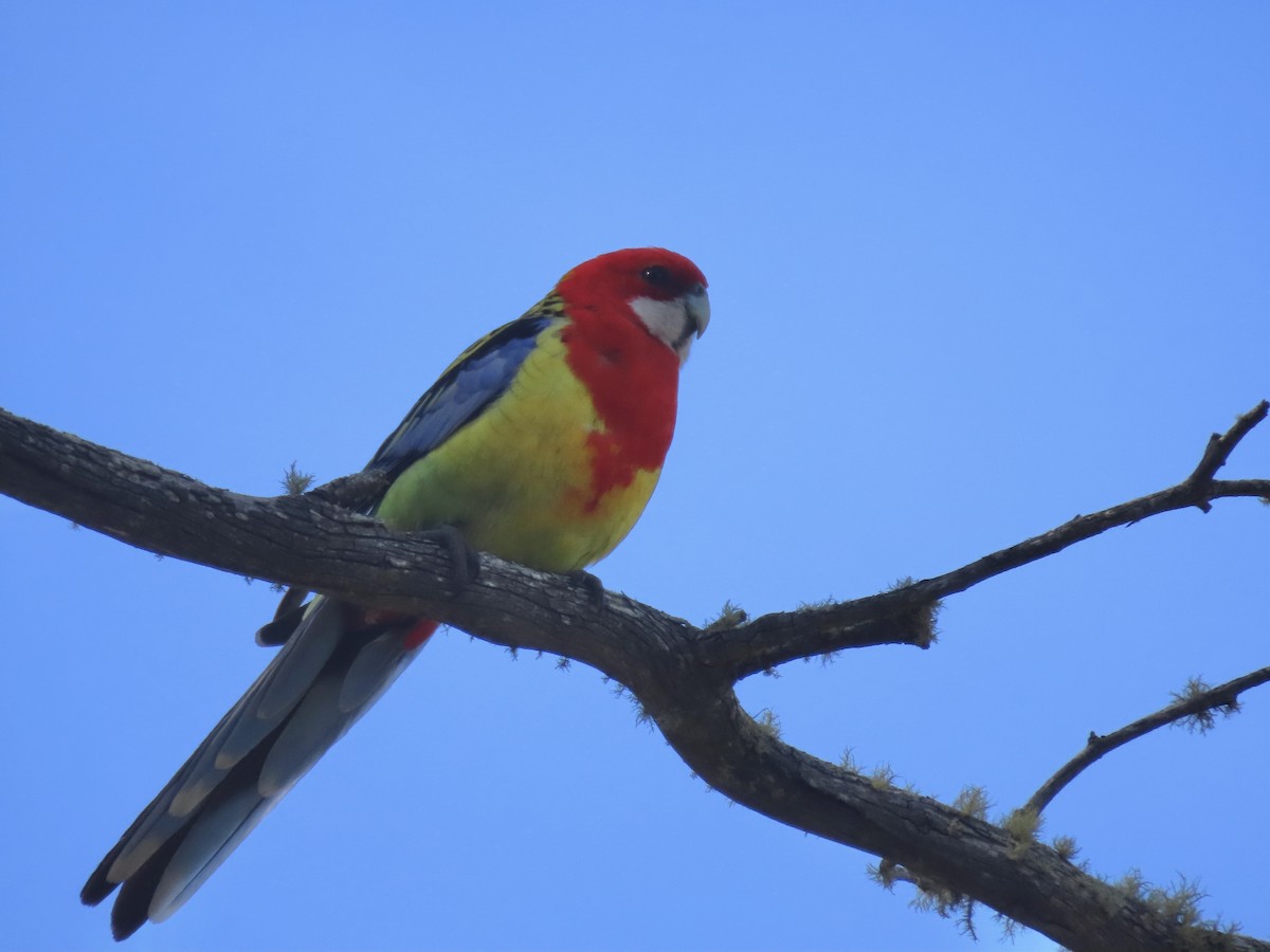 Eastern Rosella - ML644122396
