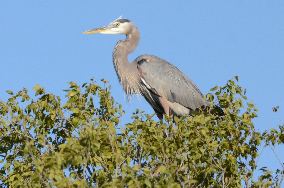 Great Blue Heron - ML644122414