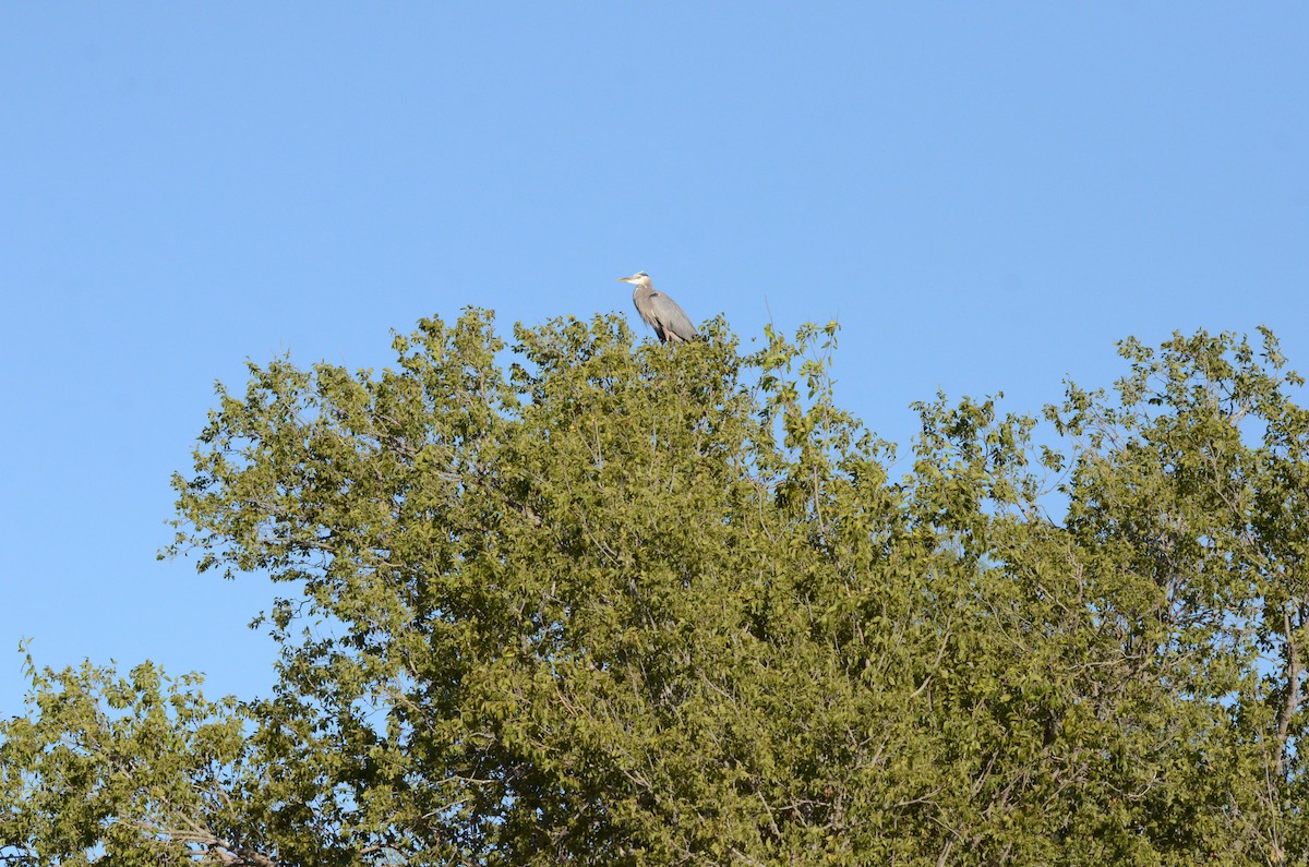 Great Blue Heron - ML644122420