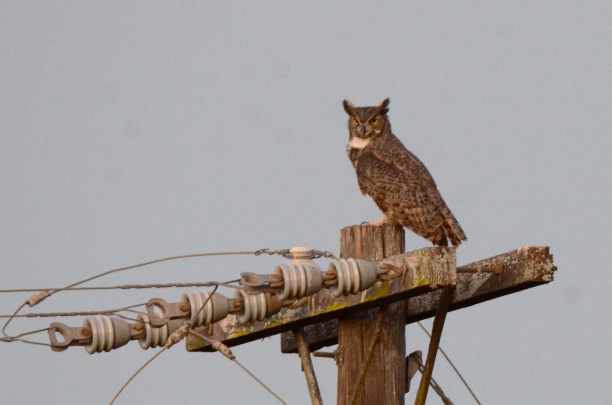 Great Horned Owl - ML644122425