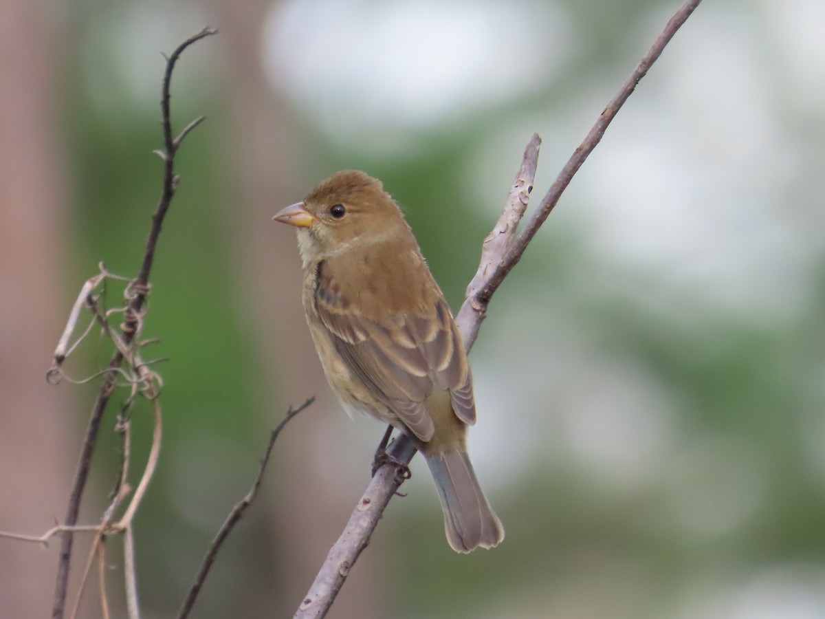 Indigo Bunting - ML644122428