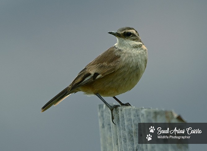 Cream-winged Cinclodes - ML644122429