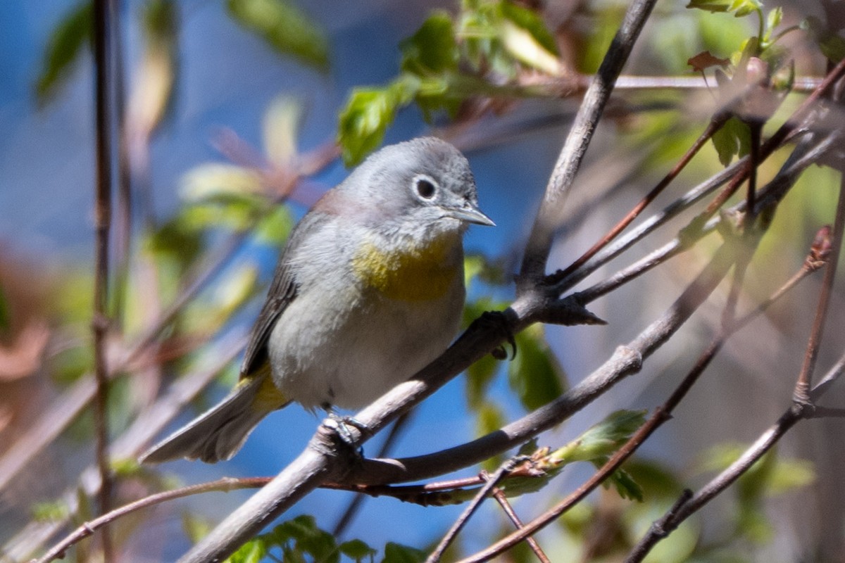 Virginia's Warbler - ML644122431