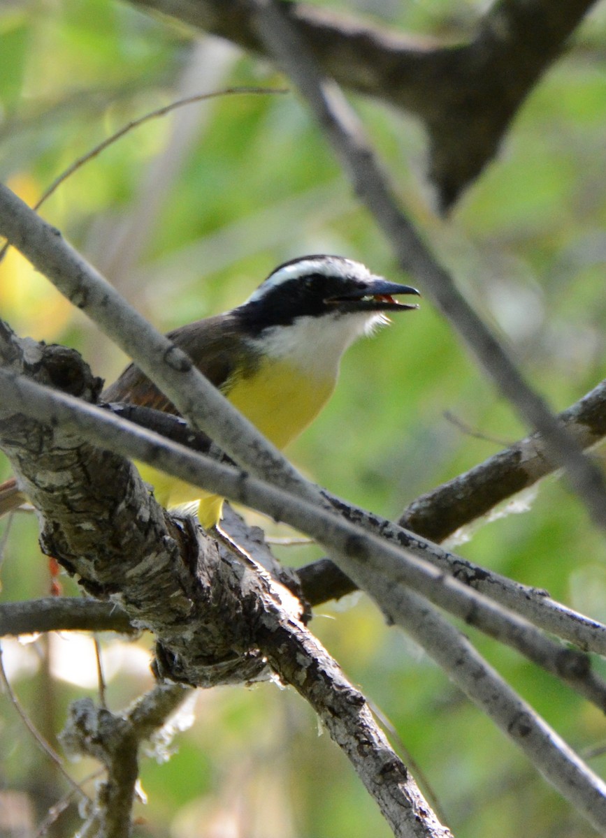 Great Kiskadee - ML644122436