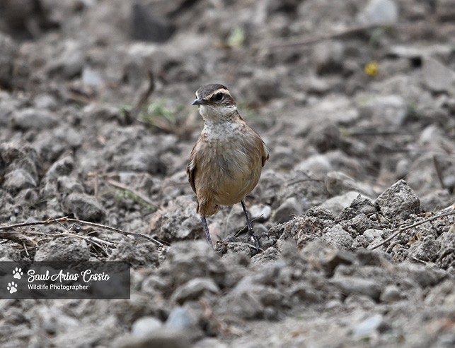 Cream-winged Cinclodes - ML644122437