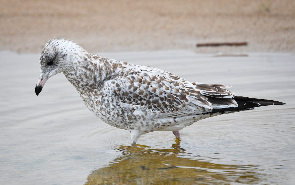 Ring-billed Gull - ML644122444