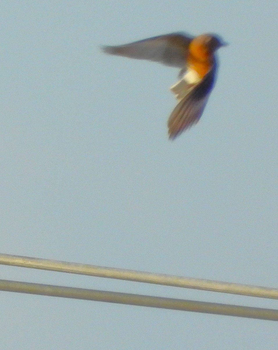 Eastern Bluebird - ML644122445