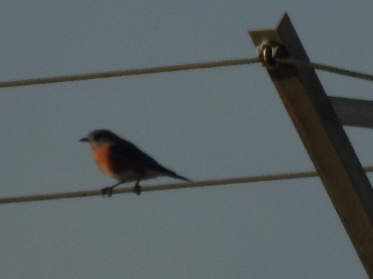 Eastern Bluebird - ML644122446