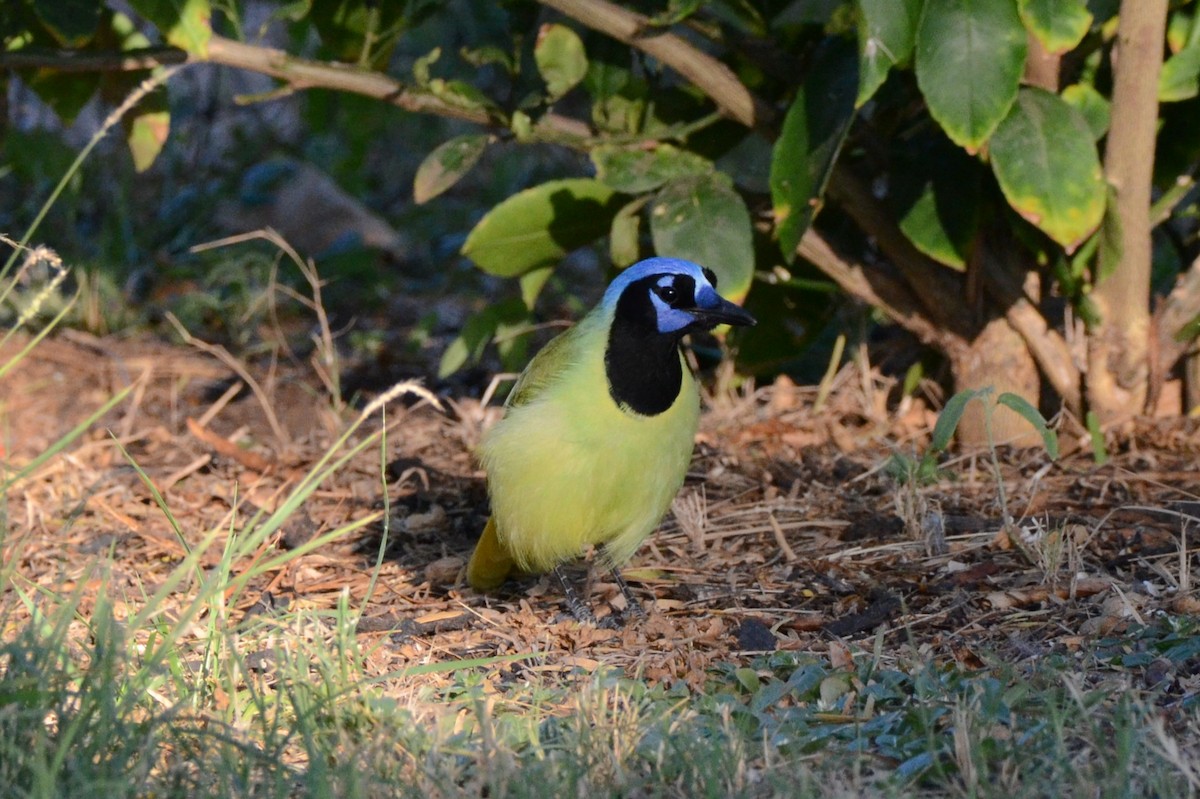 Green Jay - ML644122453