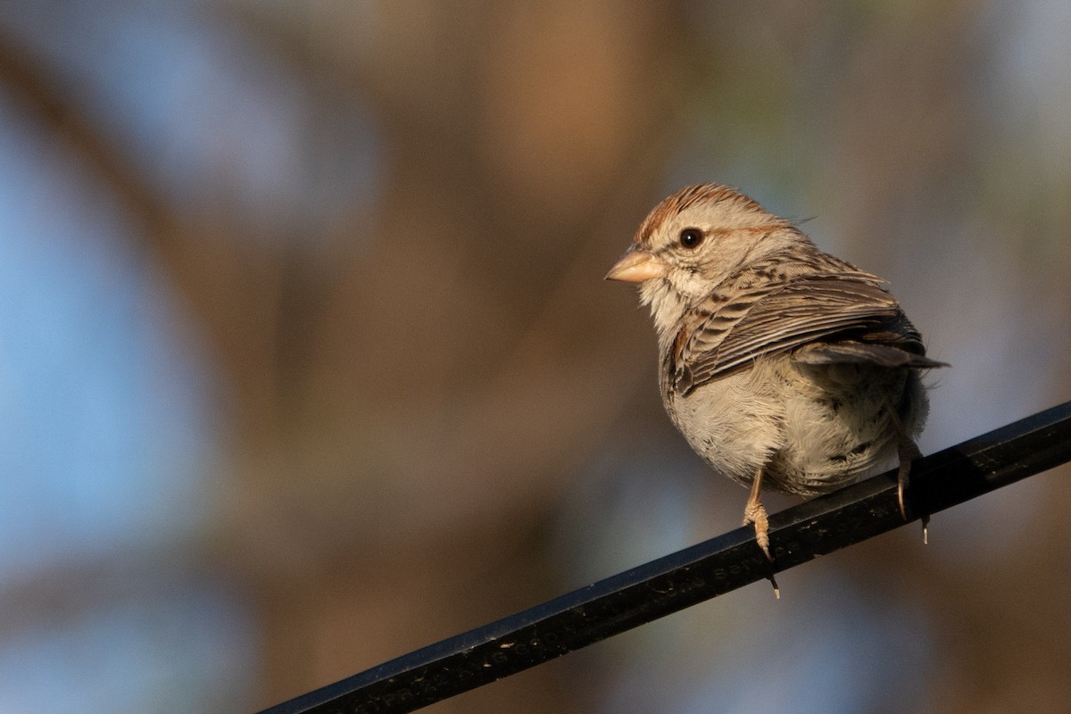 Rufous-winged Sparrow - ML644122458