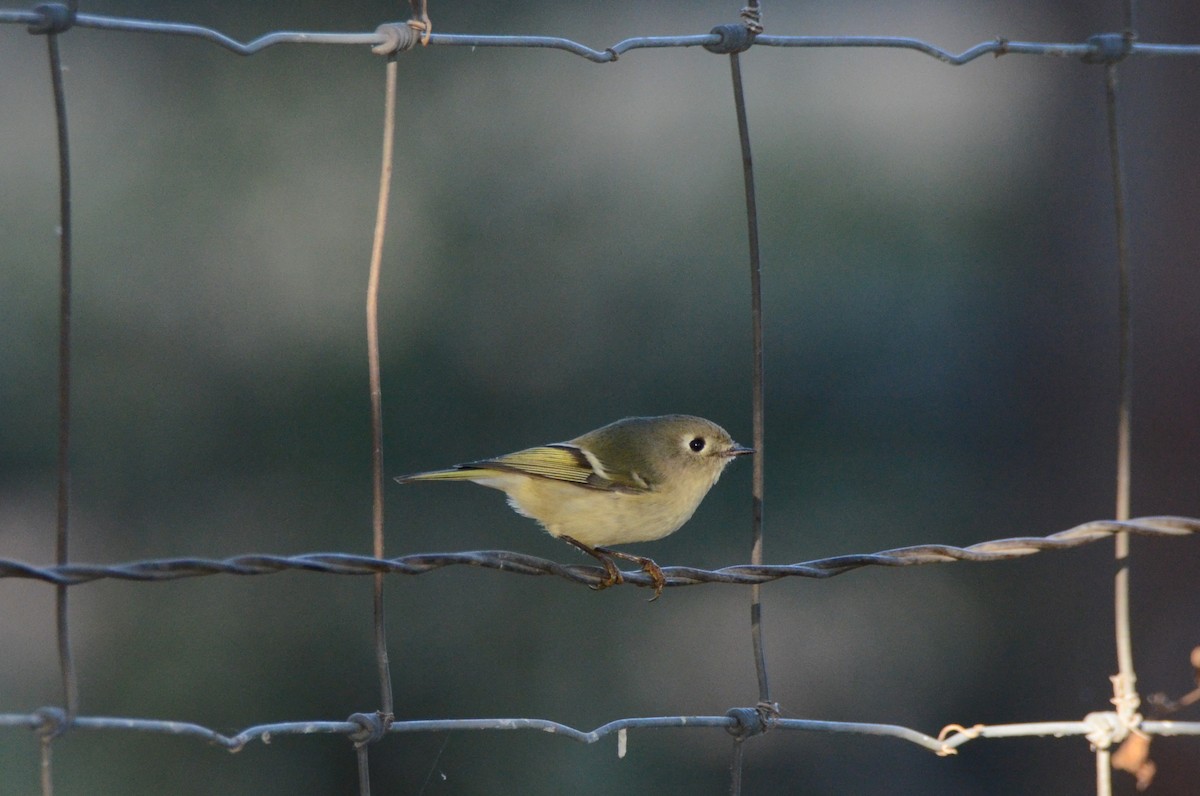 Ruby-crowned Kinglet - ML644122459