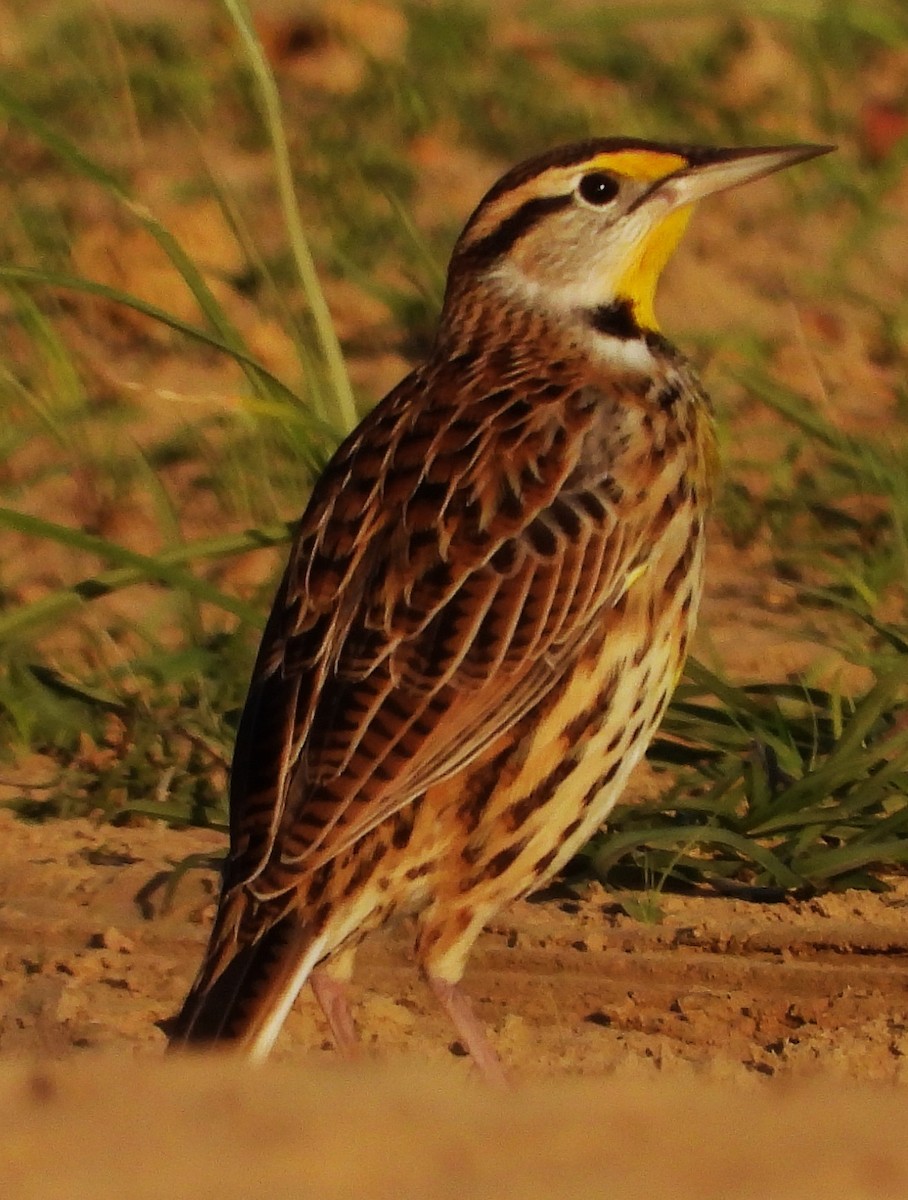 Eastern Meadowlark - ML644122464