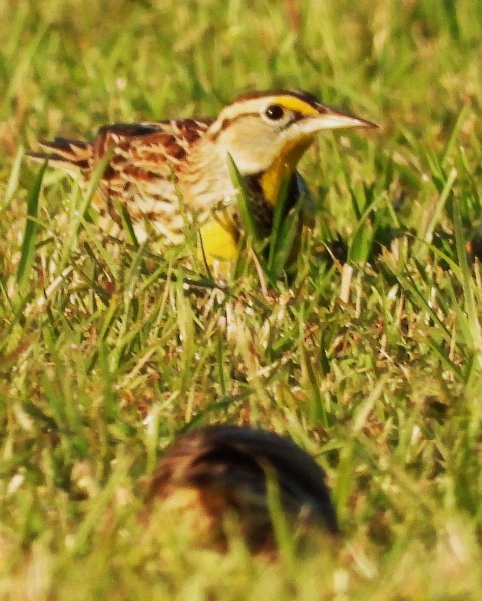 Eastern Meadowlark - ML644122465