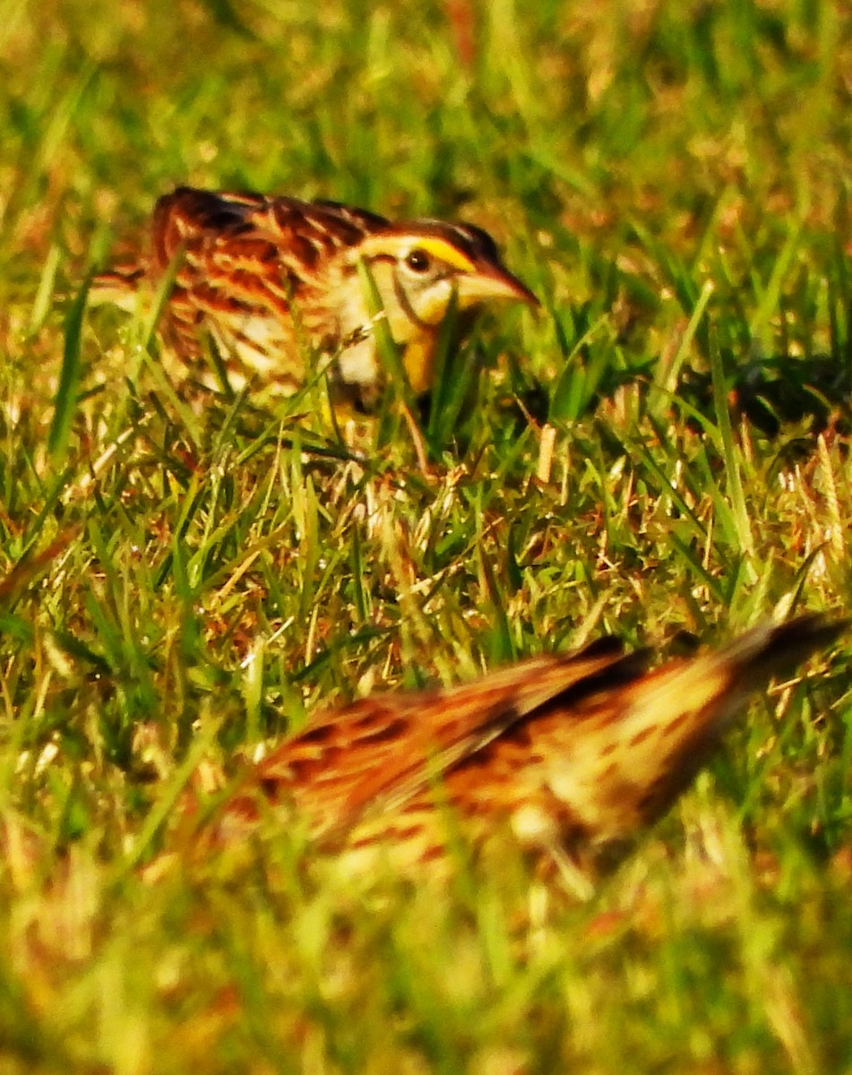 Eastern Meadowlark - ML644122466