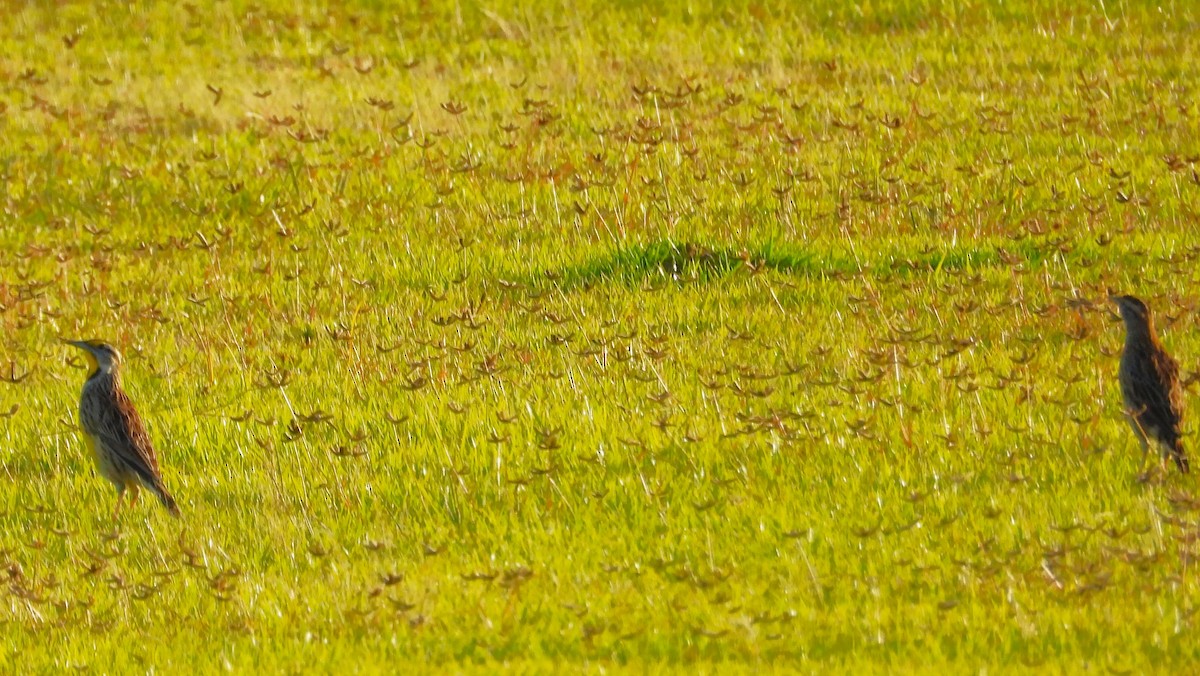 Eastern Meadowlark - ML644122467