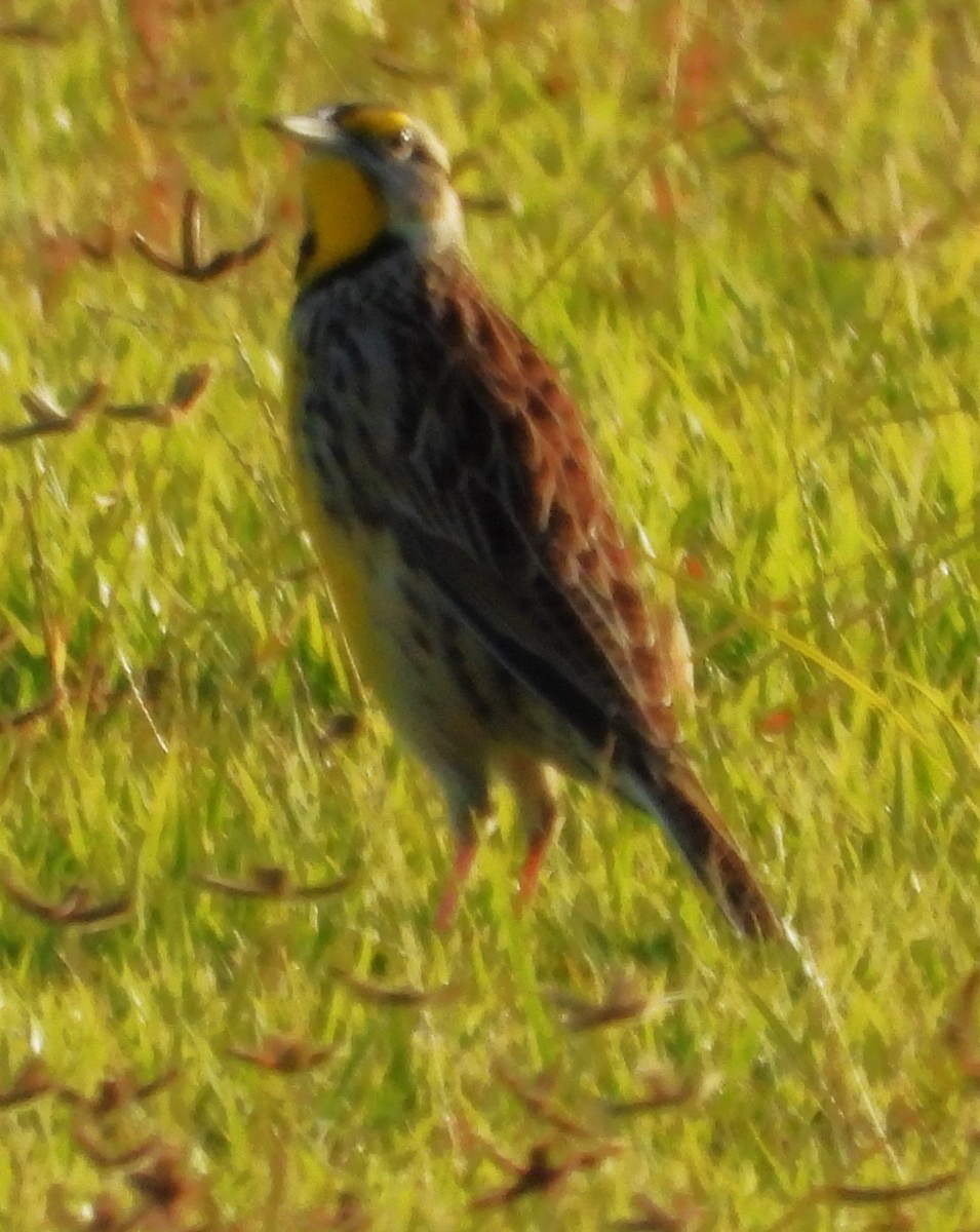 Eastern Meadowlark - ML644122468