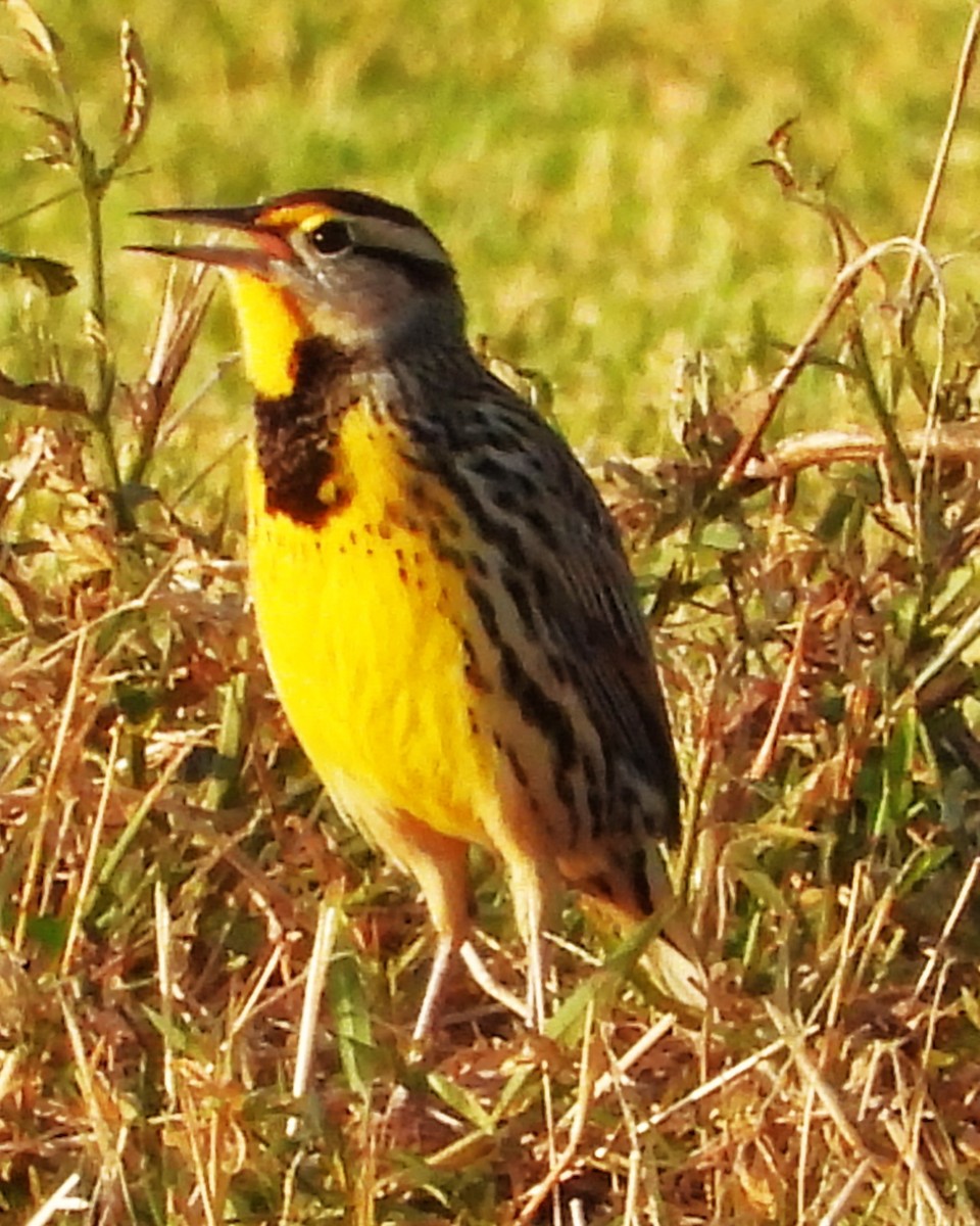 Eastern Meadowlark - ML644122469
