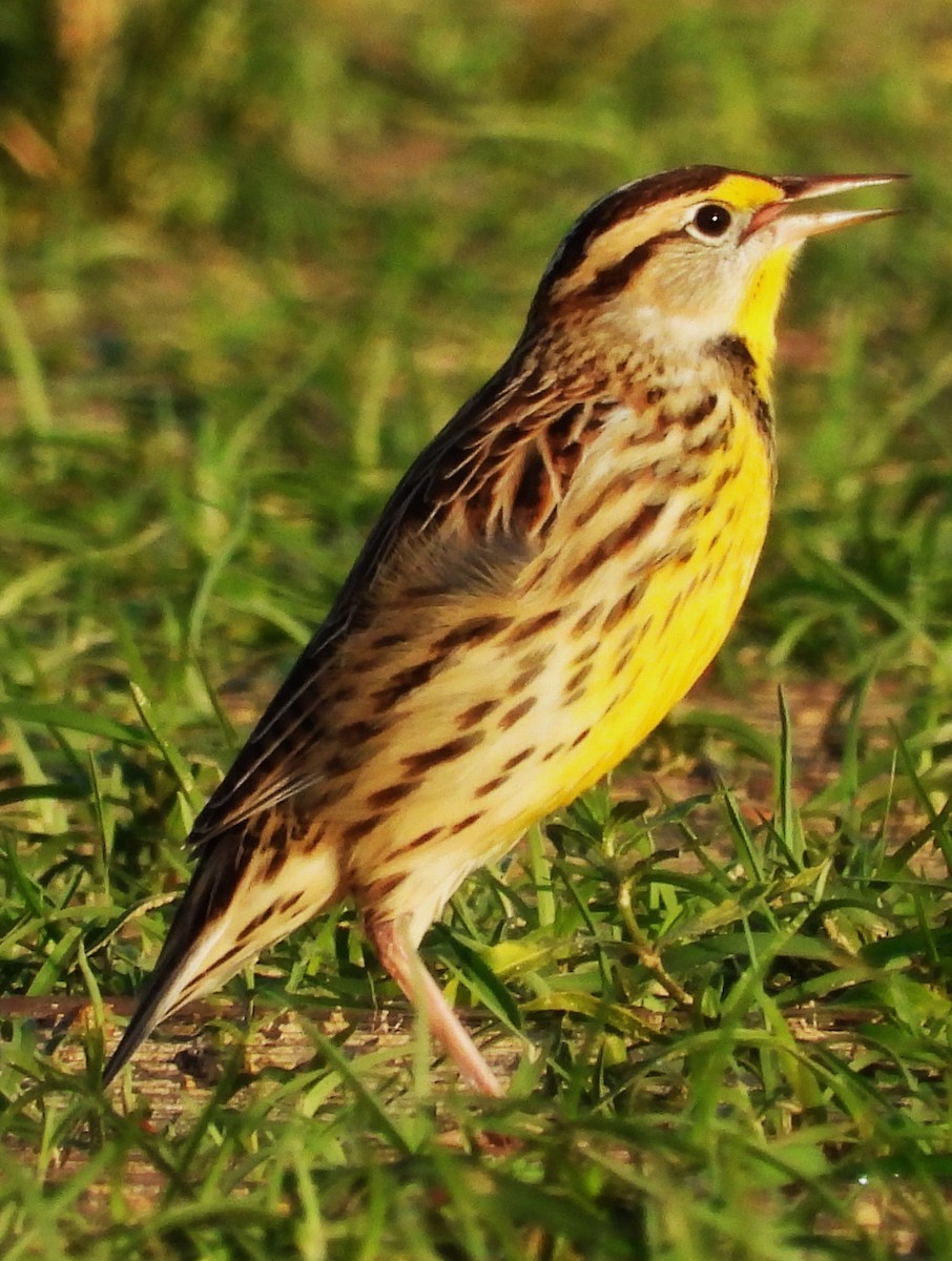 Eastern Meadowlark - ML644122470